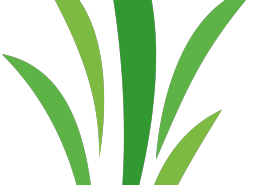 wildwood-sprout