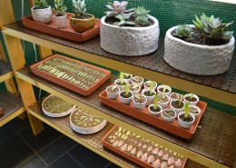 Greenhouse by Nichole Howard_4